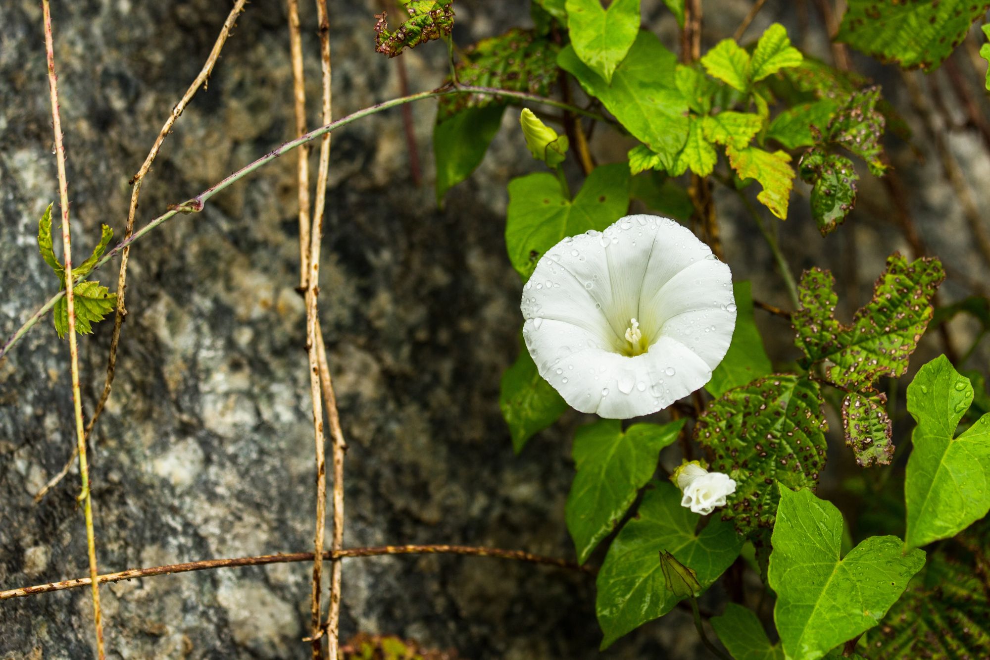 Как использовать березку с пользой