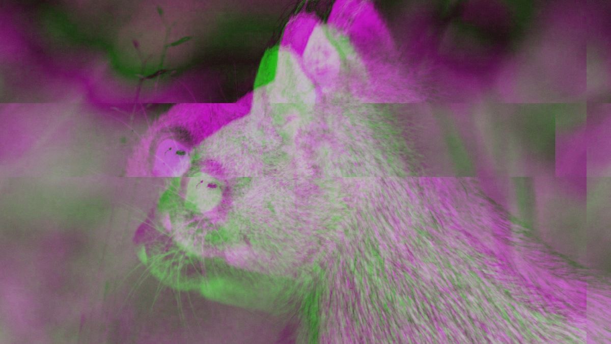 Білки в Північній Америці покриваються наростами Білки в Північній Америці покриваються наростами