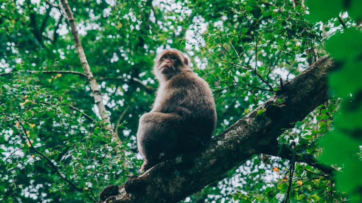 Происхождение прямохождения человека – новая теория о том, как наши предки научились ходить