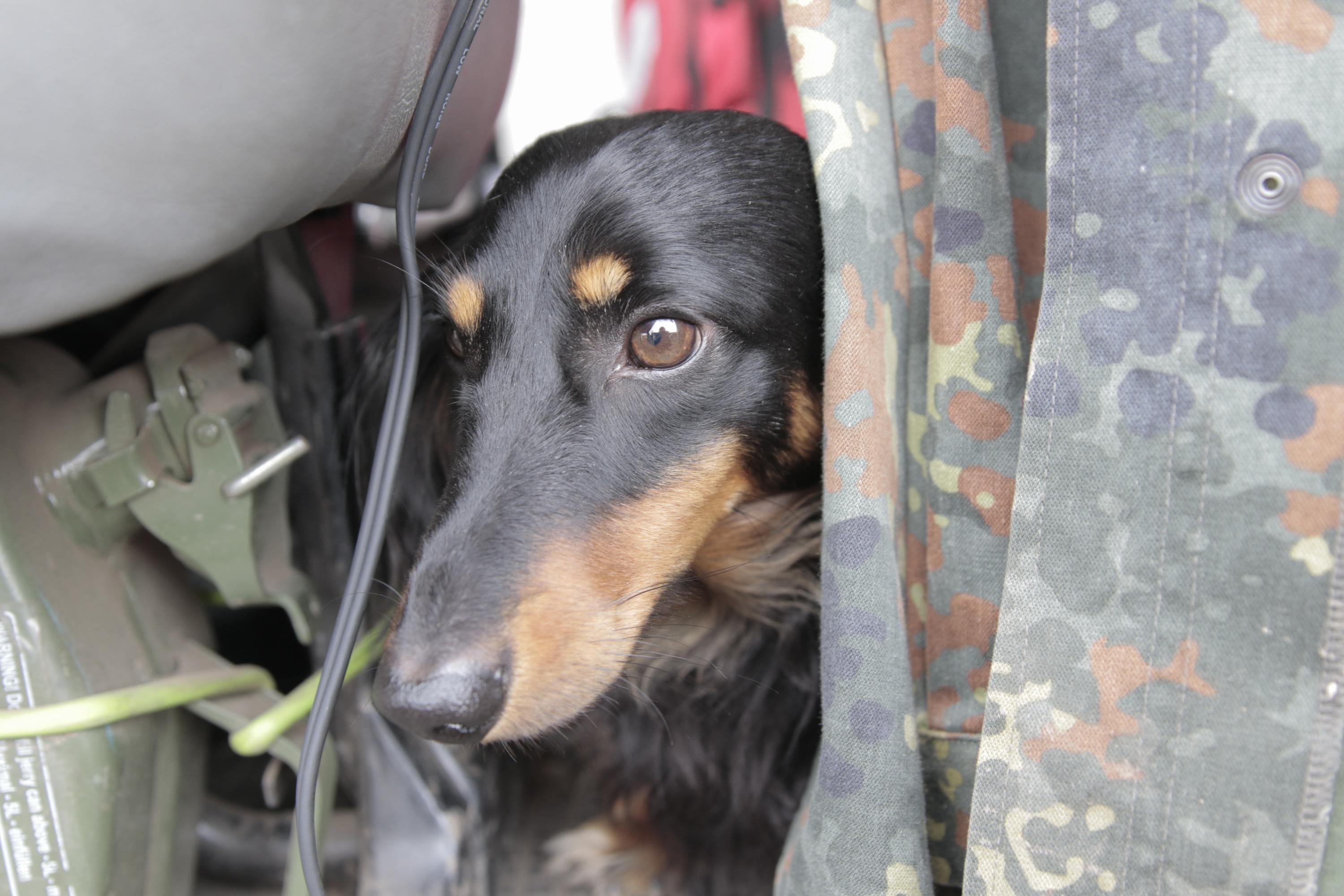 Кинологи упорно учат собак службе