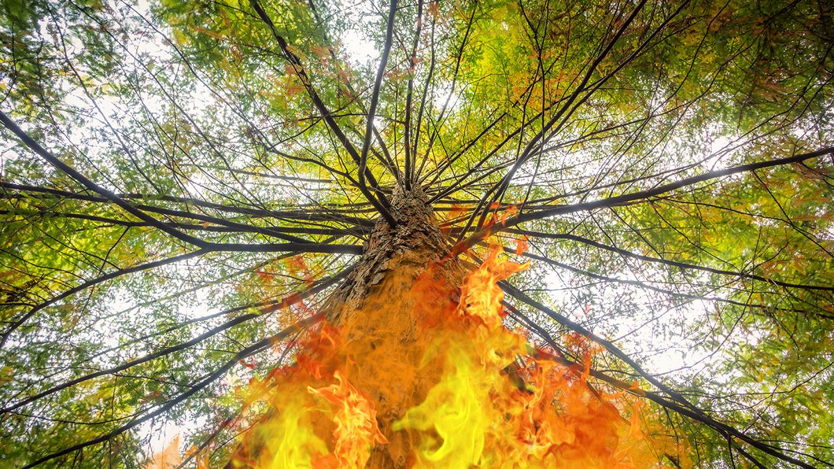 Пожар самой высокой пихты в Орегоне – как спасают 450-летнее дерево-гигант