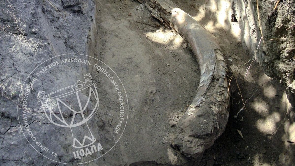Останки мамонтов на Полтавщине – новые археологические находки в Оржицком районе Останки мамонтов на Полтавщине – новые археологические находки в Оржицком районе