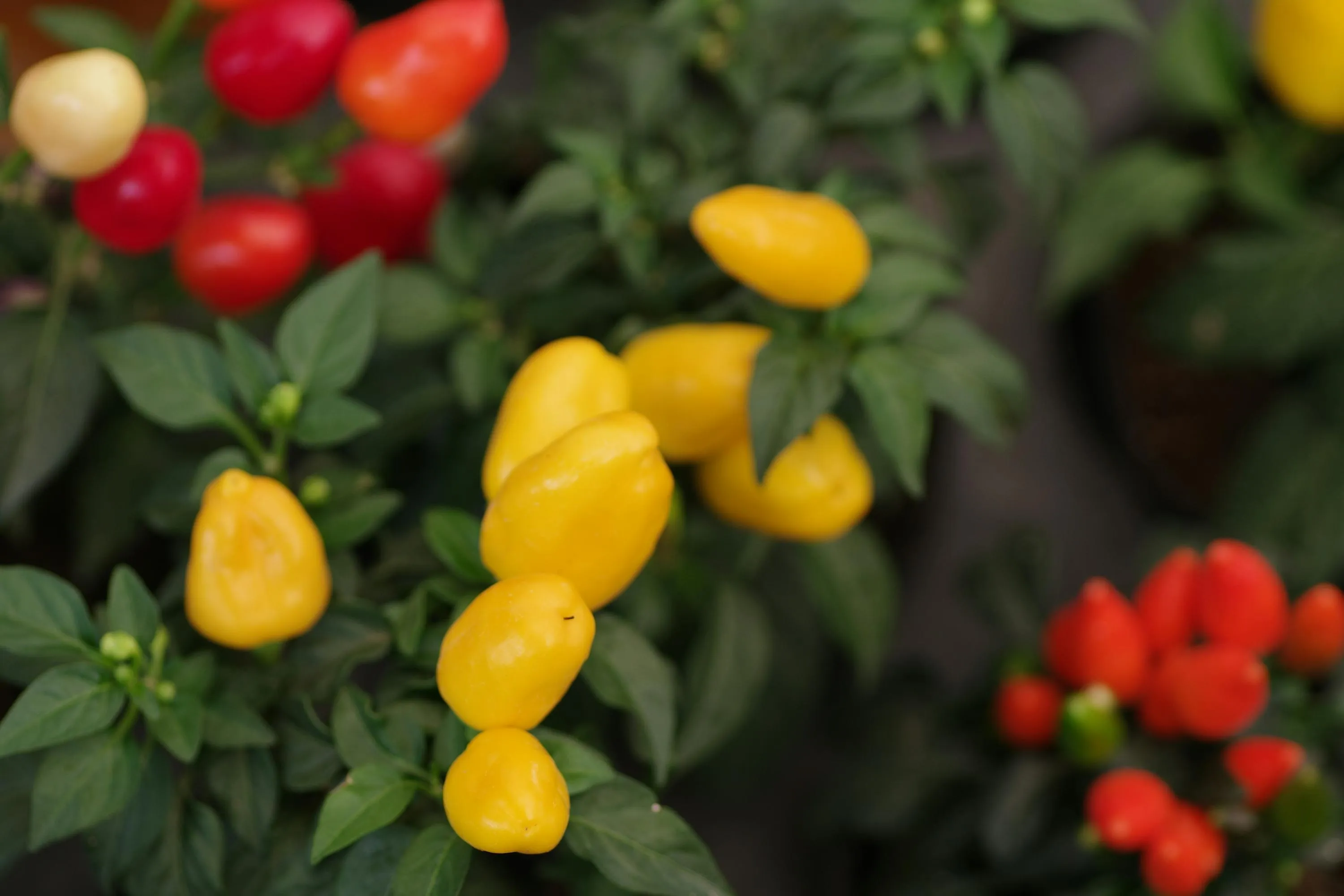 Перец Перец