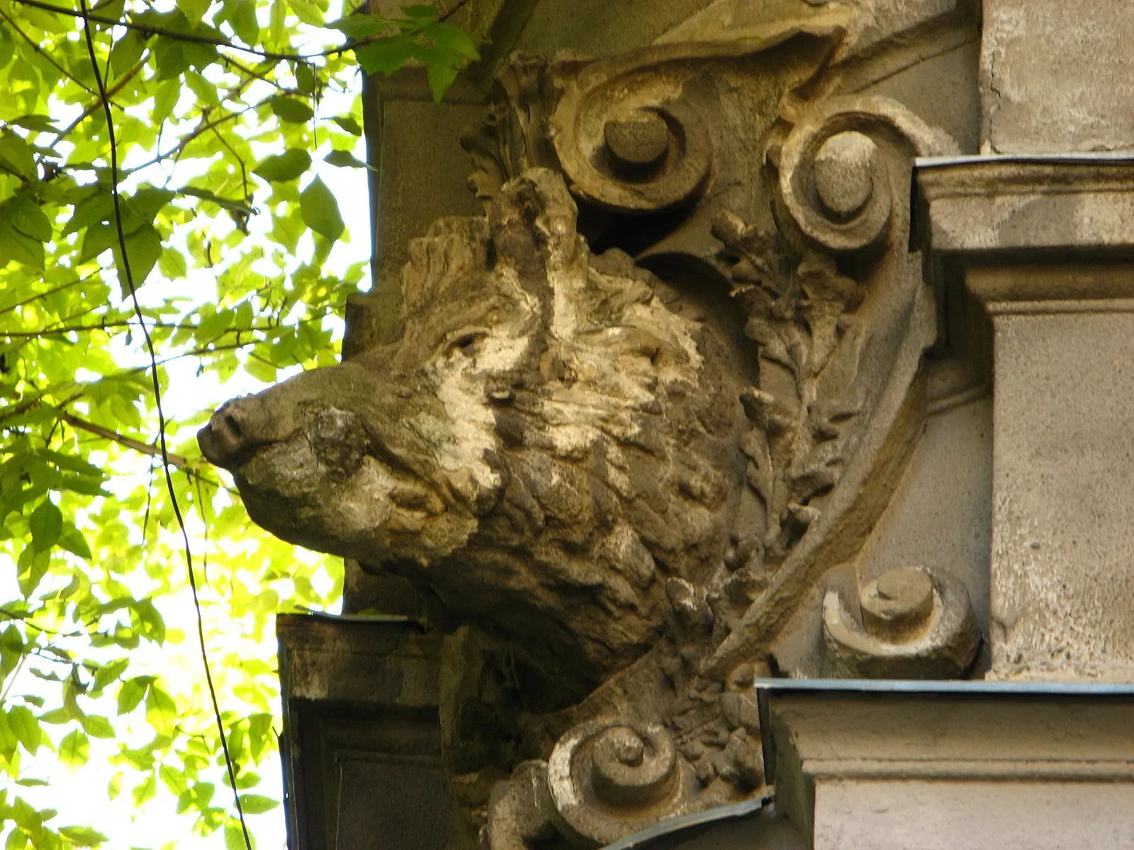 Дом с головой кабана во Львове