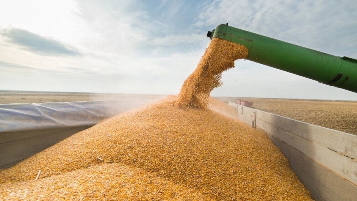 3 крупнейших импортера основных масличных и зерновых культур Украины - Агро 24