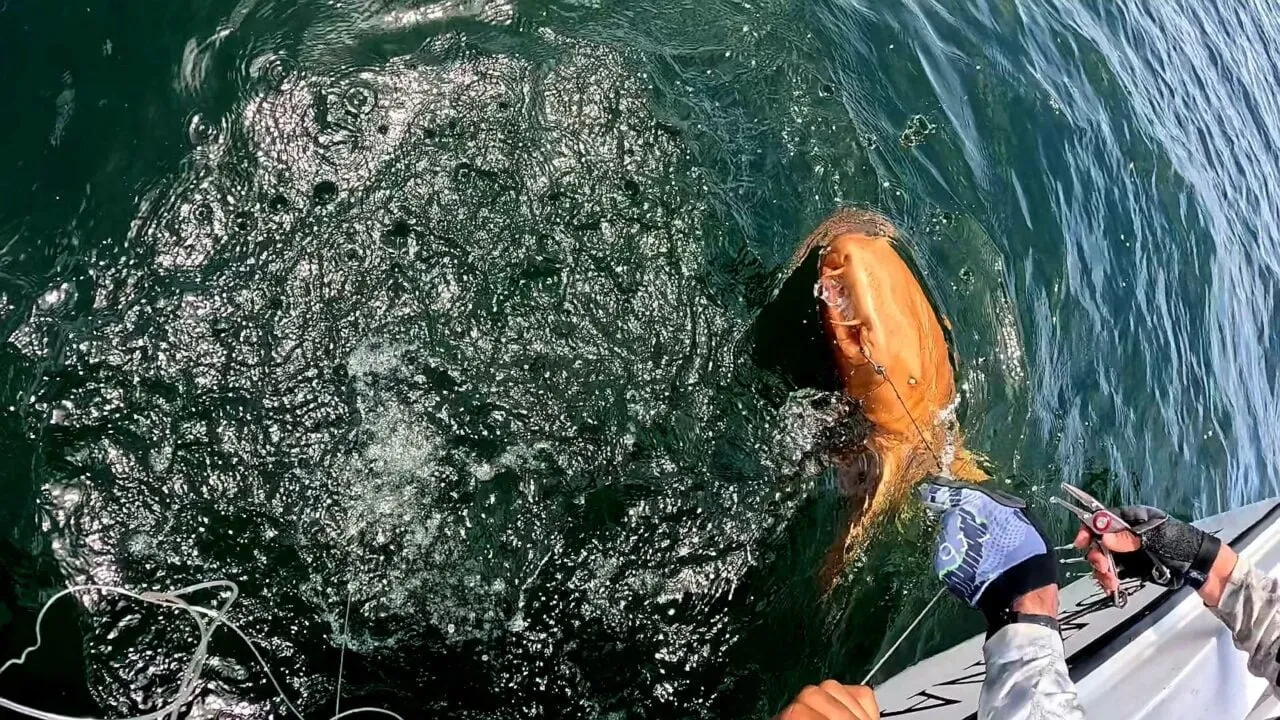 У Карибському морі виявили помаранчеву акулу У Карибському морі виявили помаранчеву акулу