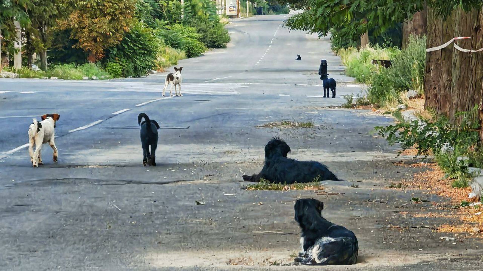 Зграї бродячих собак у Маріуполі нападають на дітей та дорослих - 24 Канал