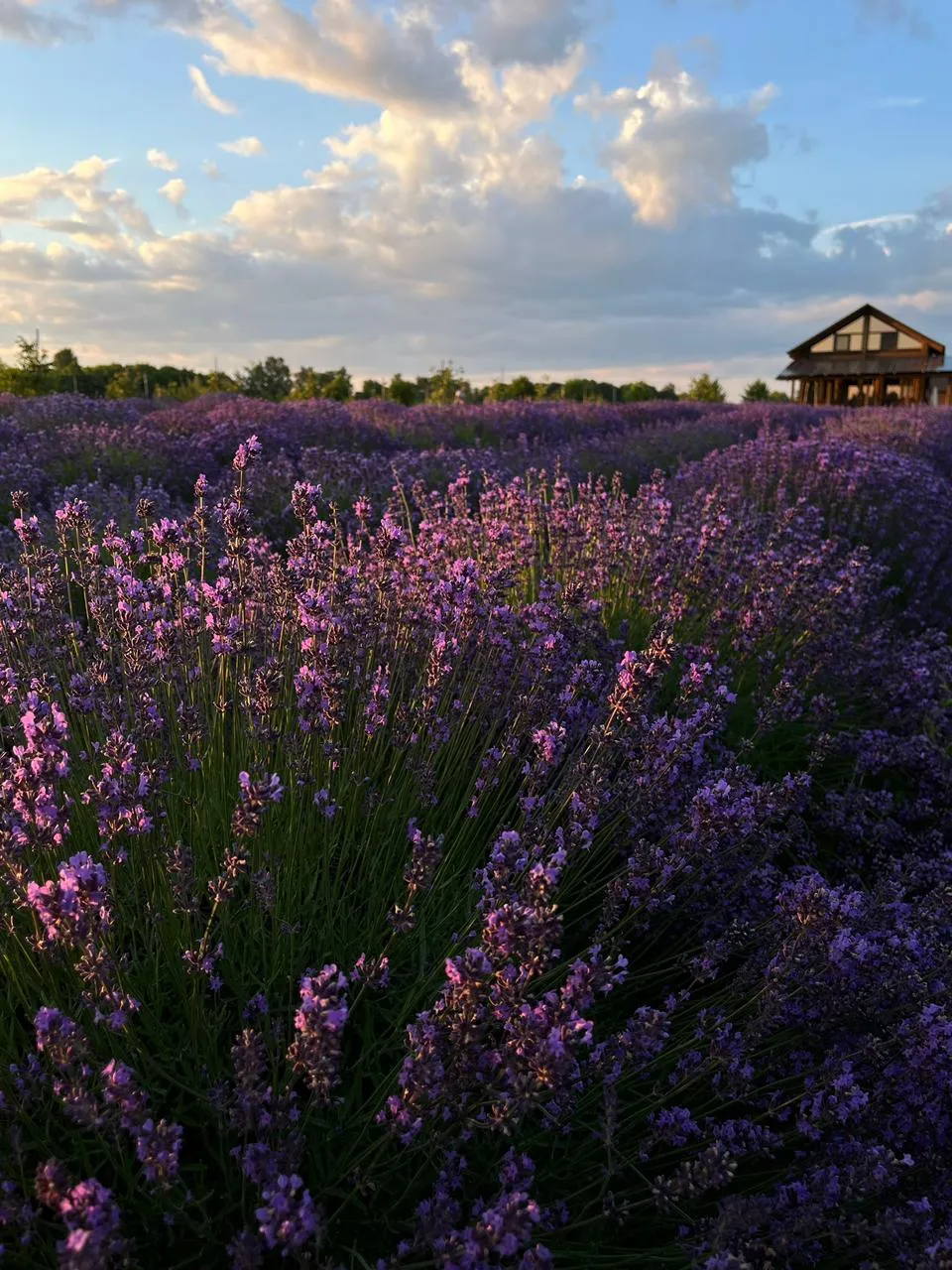 Як доглядати за лавандою Як доглядати за лавандою