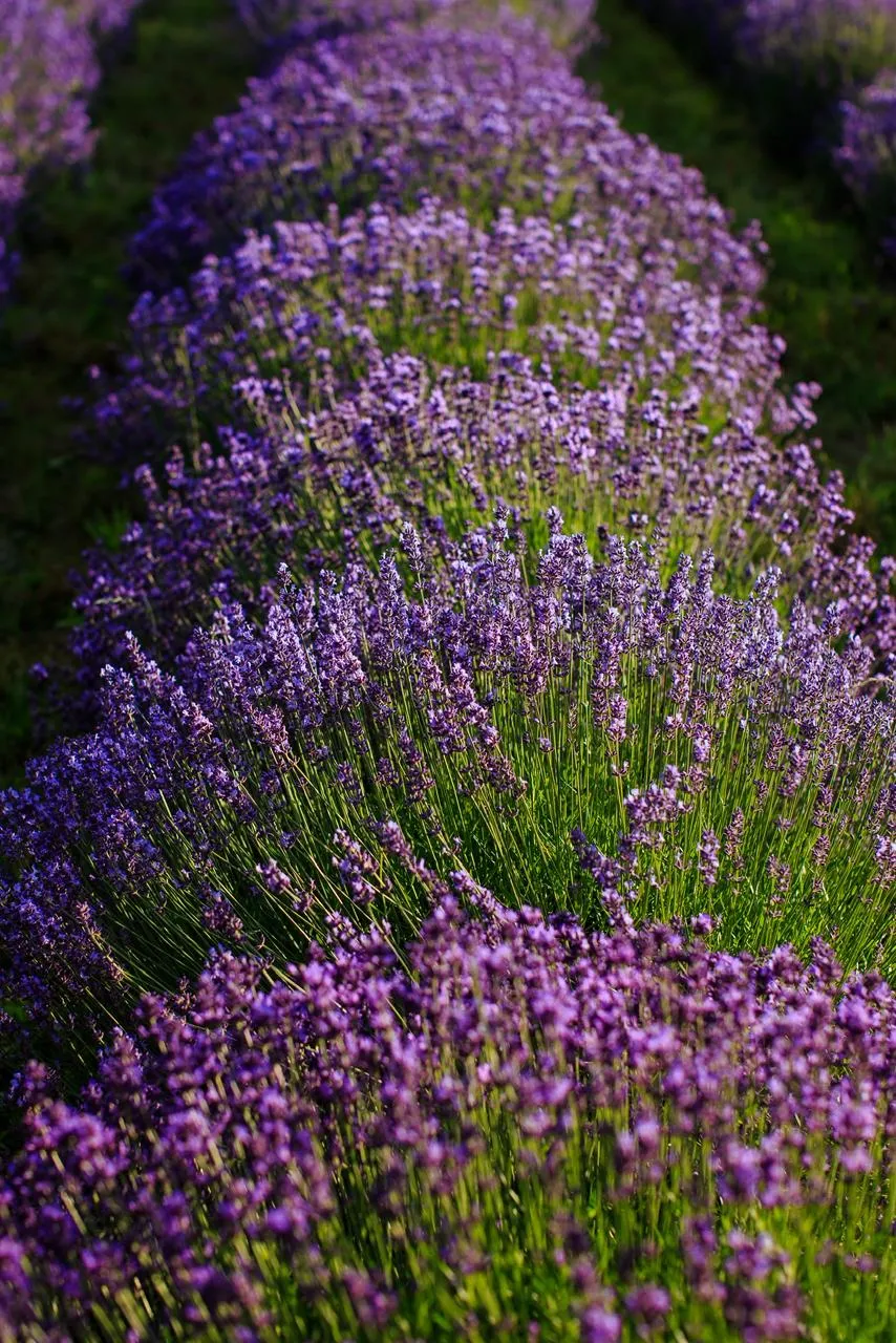 Кущі лаванди Кущі лаванди