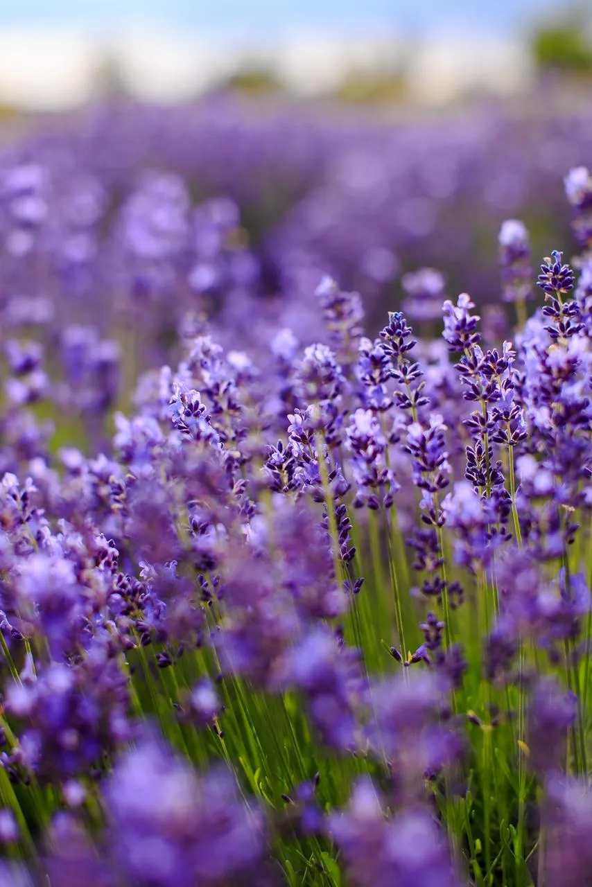 Як вирощувати лаванду Як вирощувати лаванду