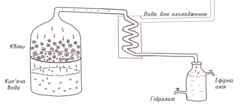 Як утворюється гідролат Як утворюється гідролат