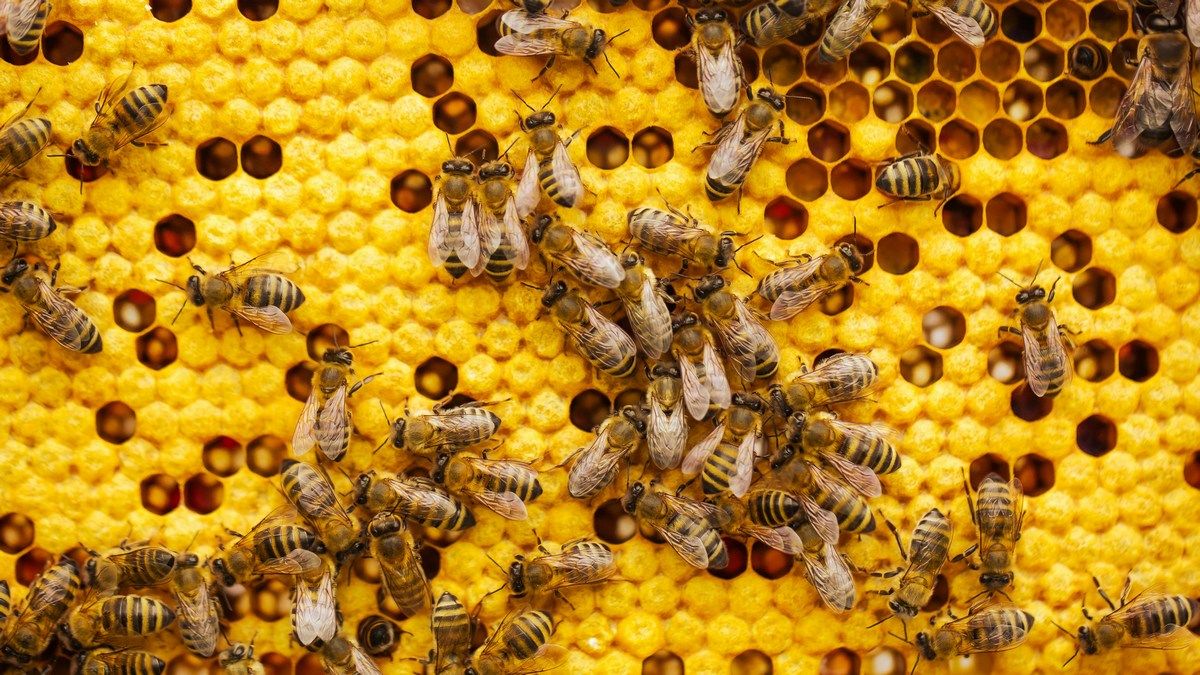 Суперфуд для бджіл – як нова добавка може зупинити їх масове вимирання Суперфуд для бджіл – як нова добавка може зупинити їх масове вимирання