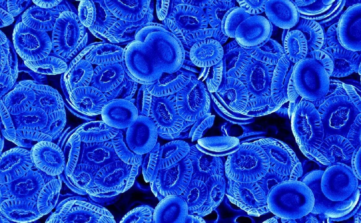 Що світиться в Антарктиці? Що світиться в Антарктиці?