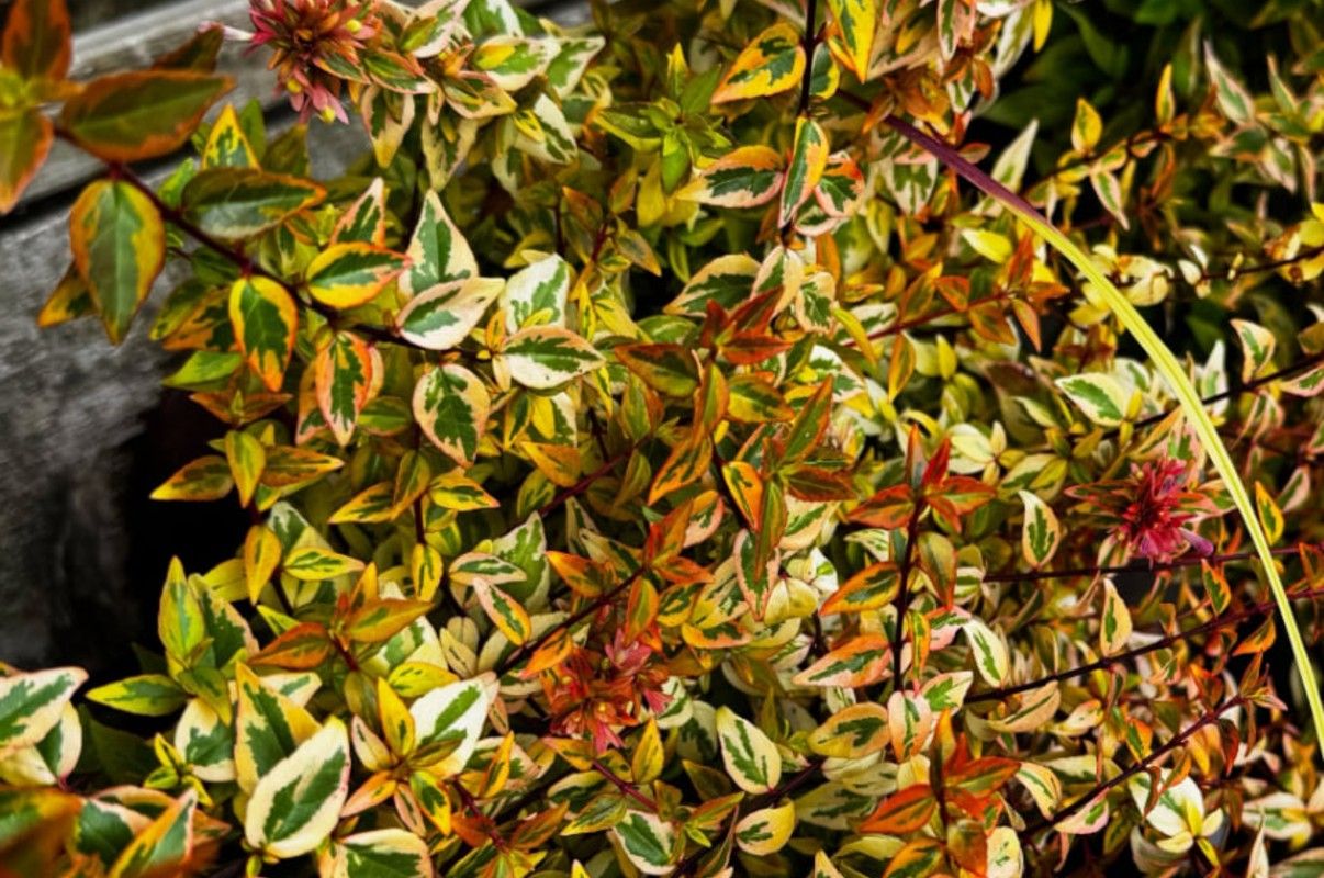 Деякі кущі лишаються привабливими увесь рік