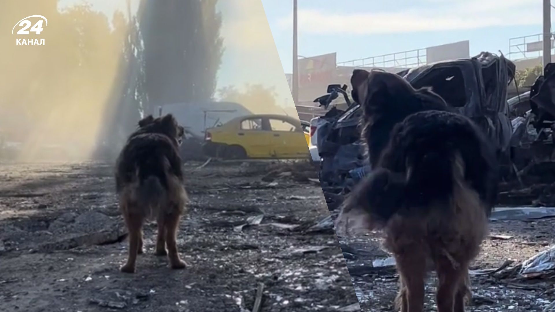 Собака шукає загиблого господаря на місці удару Росії по Києву: щемливе відео - 24 Канал Собака шукає загиблого господаря на місці удару Росії по Києву: щемливе відео - 24 Канал