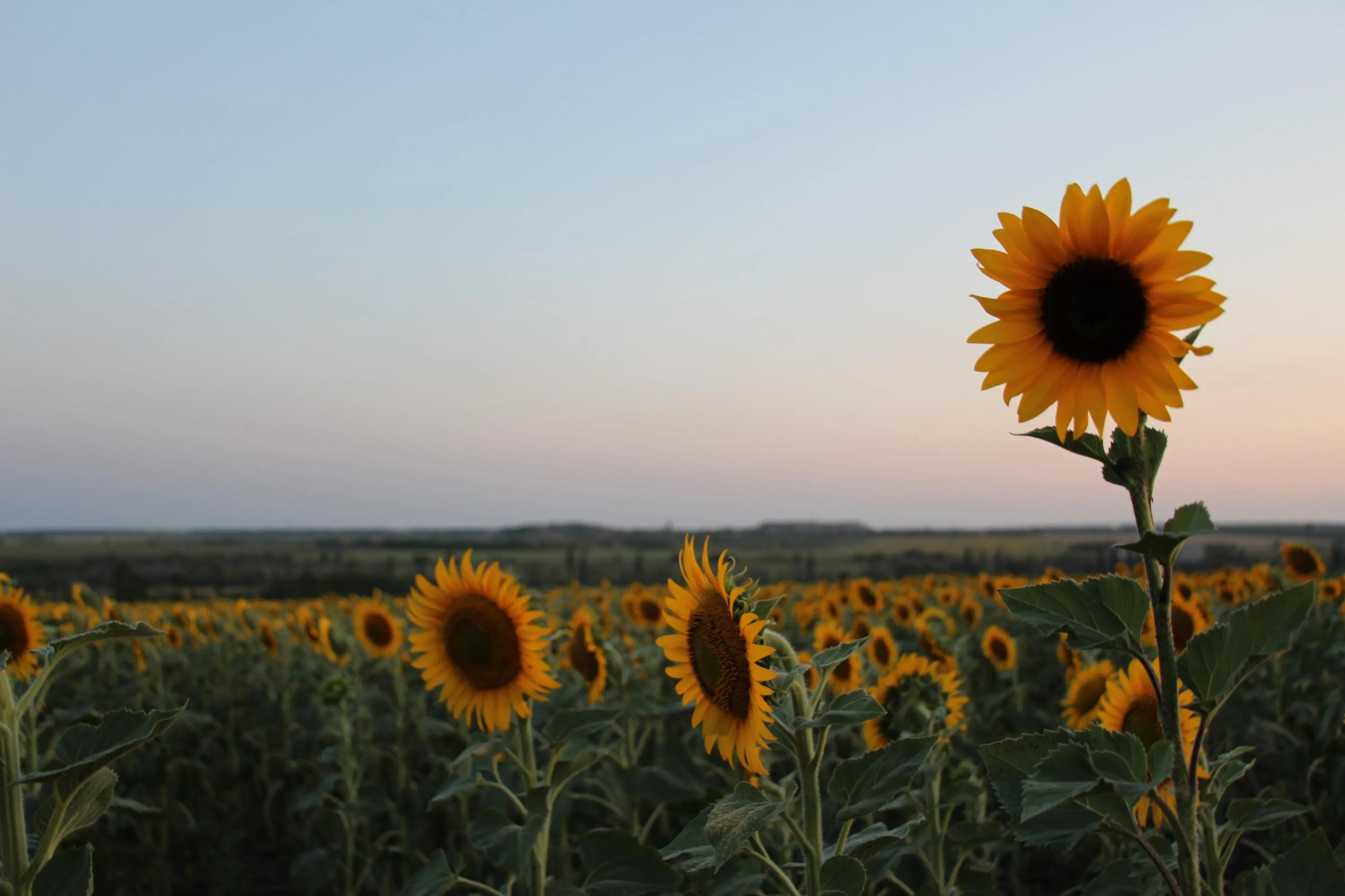 Подсолнухи