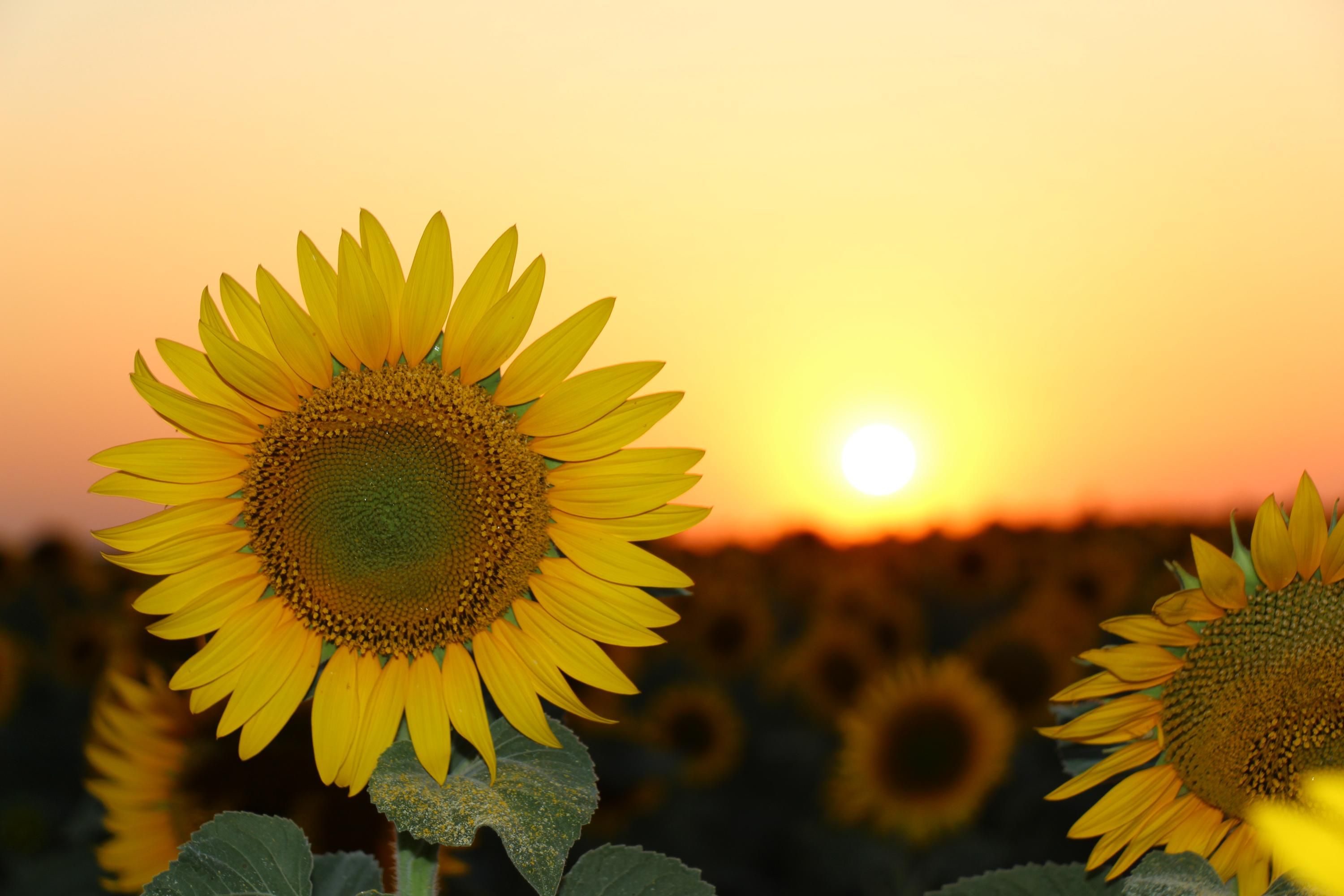 Почему подсолнухи являются символом павших воинов