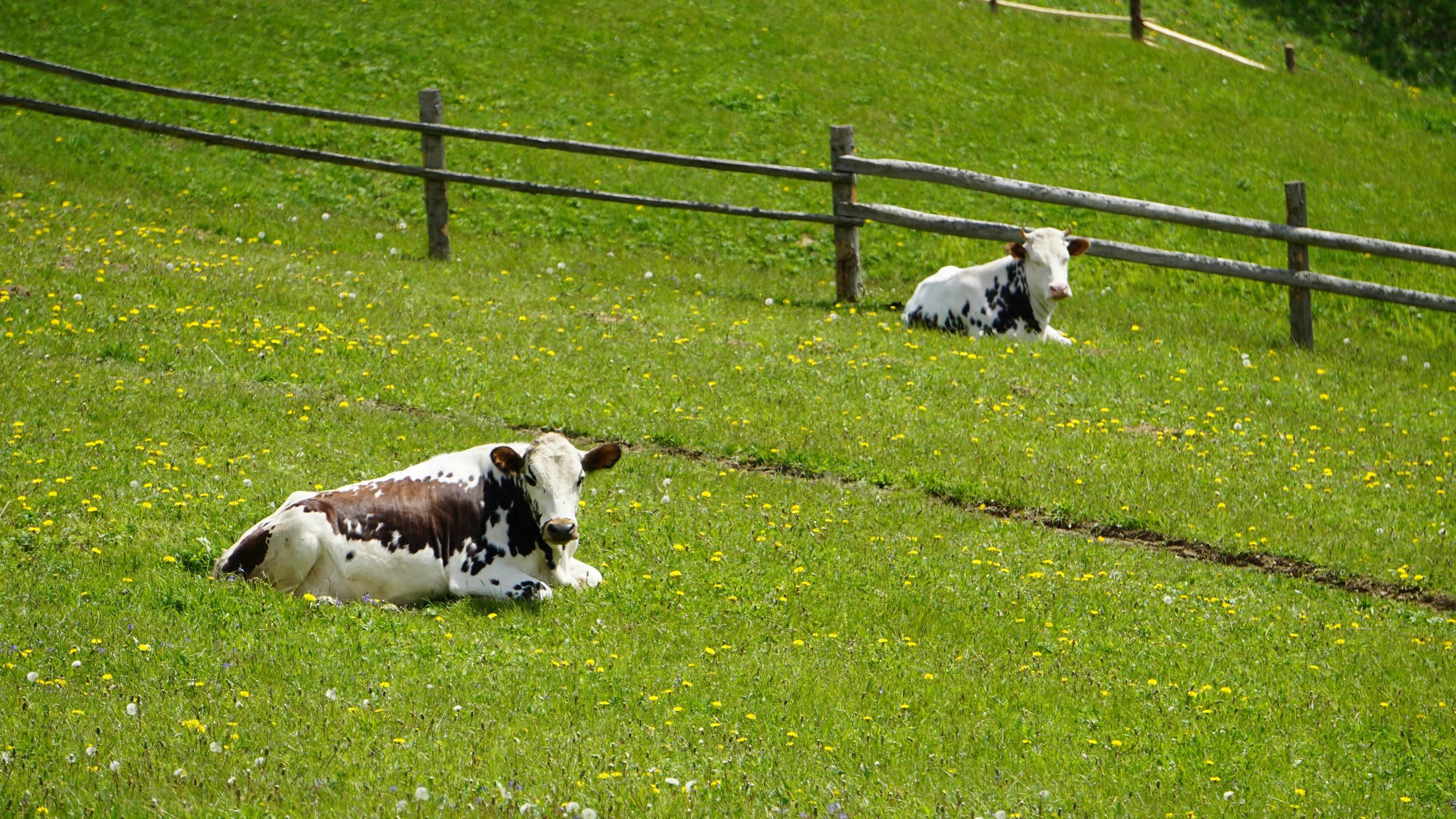 Цены на говядину 2025 - кризис среди фермеров в Великобритании