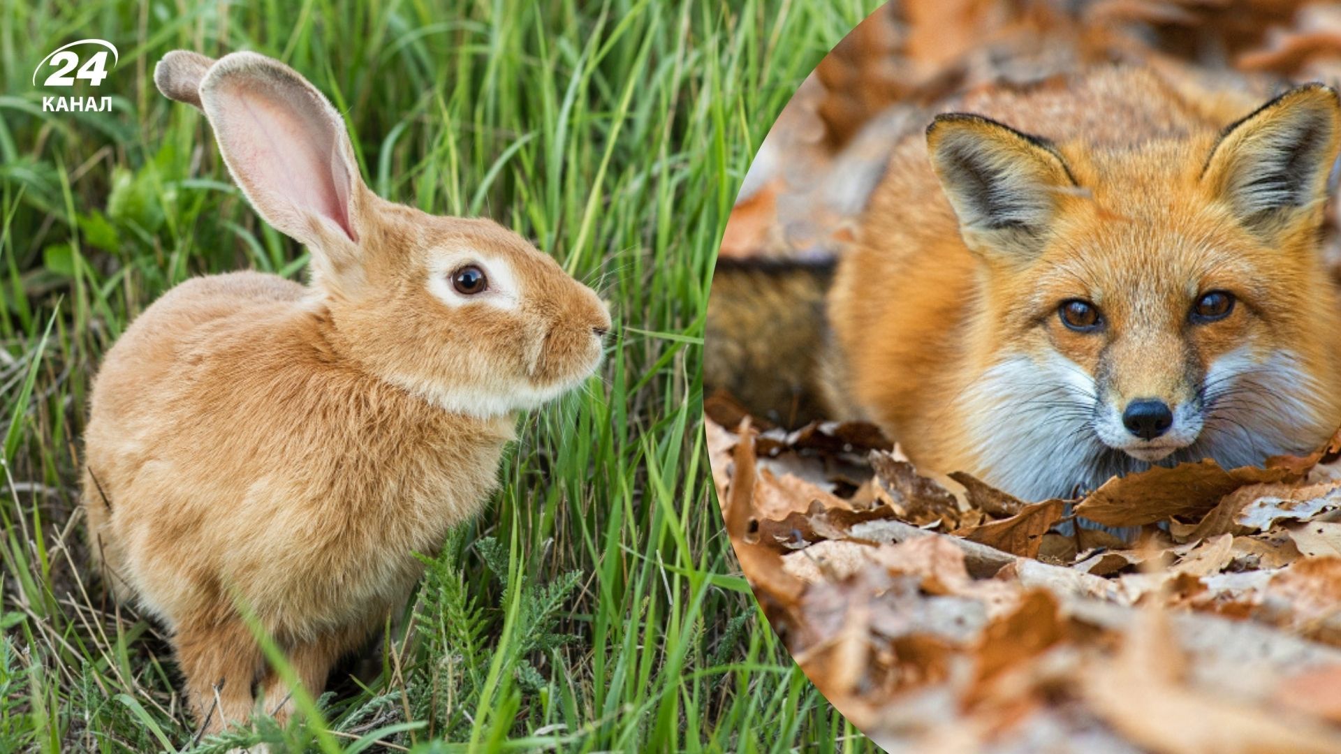 Фамилии, которые оберегают своих владельцев Фамилии, которые оберегают своих владельцев
