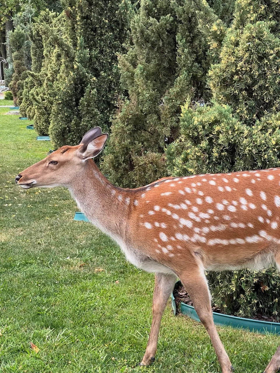 Термальні води Косино