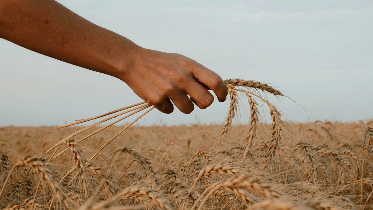 Происхождение земледелия - находка в Азии меняет историю Происхождение земледелия - находка в Азии меняет историю