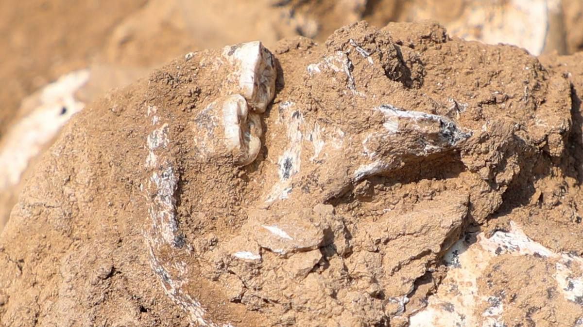 Древняя челюсть из Грузии – новые данные о миграции Homo erectus Древняя челюсть из Грузии – новые данные о миграции Homo erectus