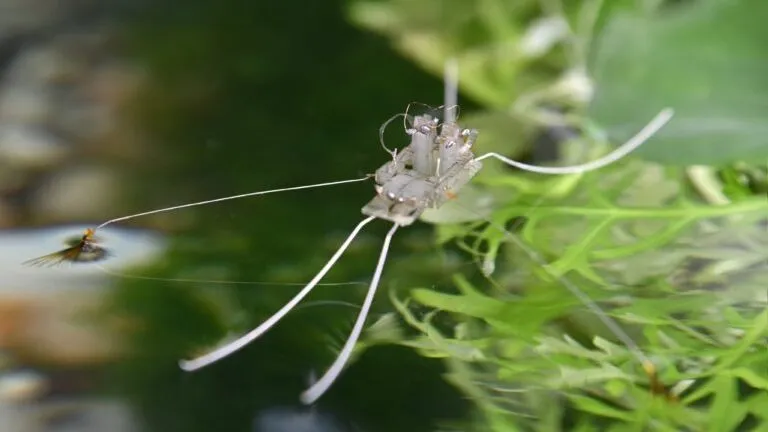 Новый робот ходит по воде, как насекомое-водомерка