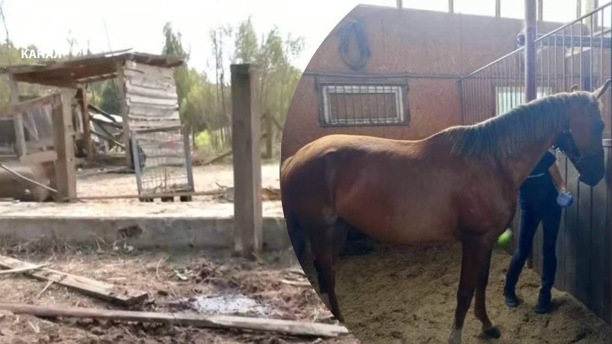 Среди погибших в результате российского удара лошадей - рыжая красавица Фрейли Среди погибших в результате российского удара лошадей - рыжая красавица Фрейли