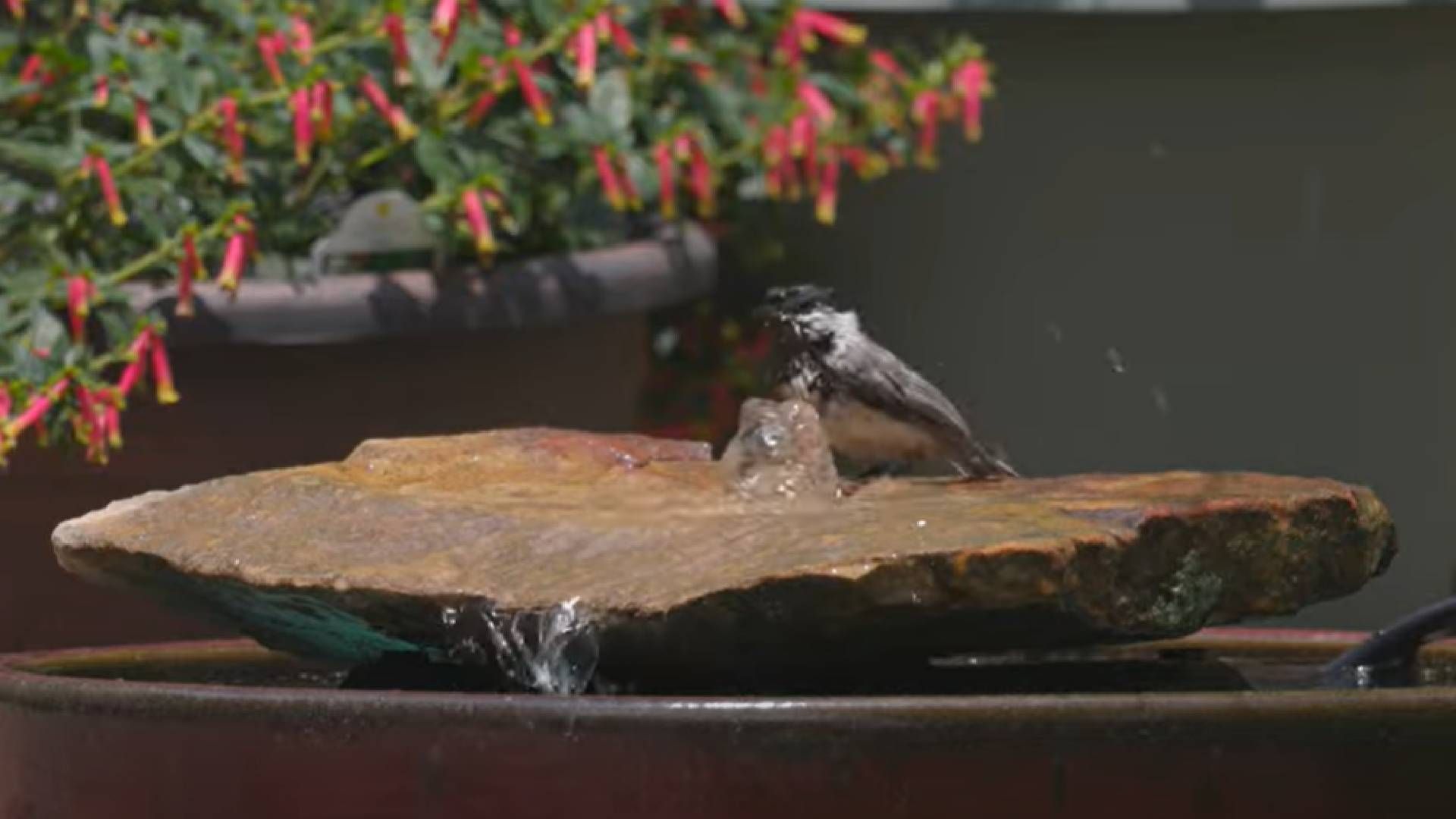 Водяні фонтани приваблюють різноманітних пташок Водяні фонтани приваблюють різноманітних пташок