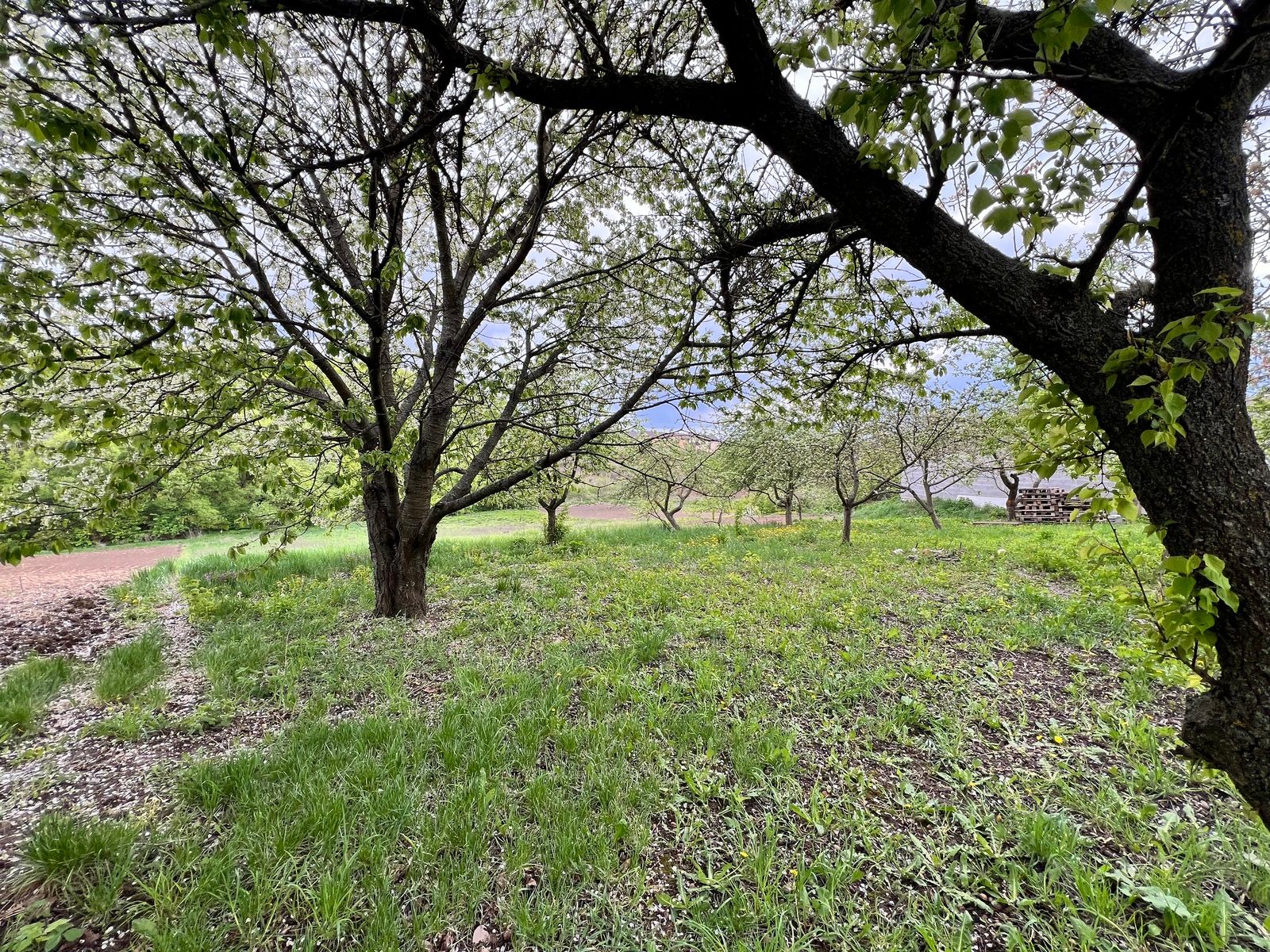 Скільки метрів від дерева до паркану Скільки метрів від дерева до паркану