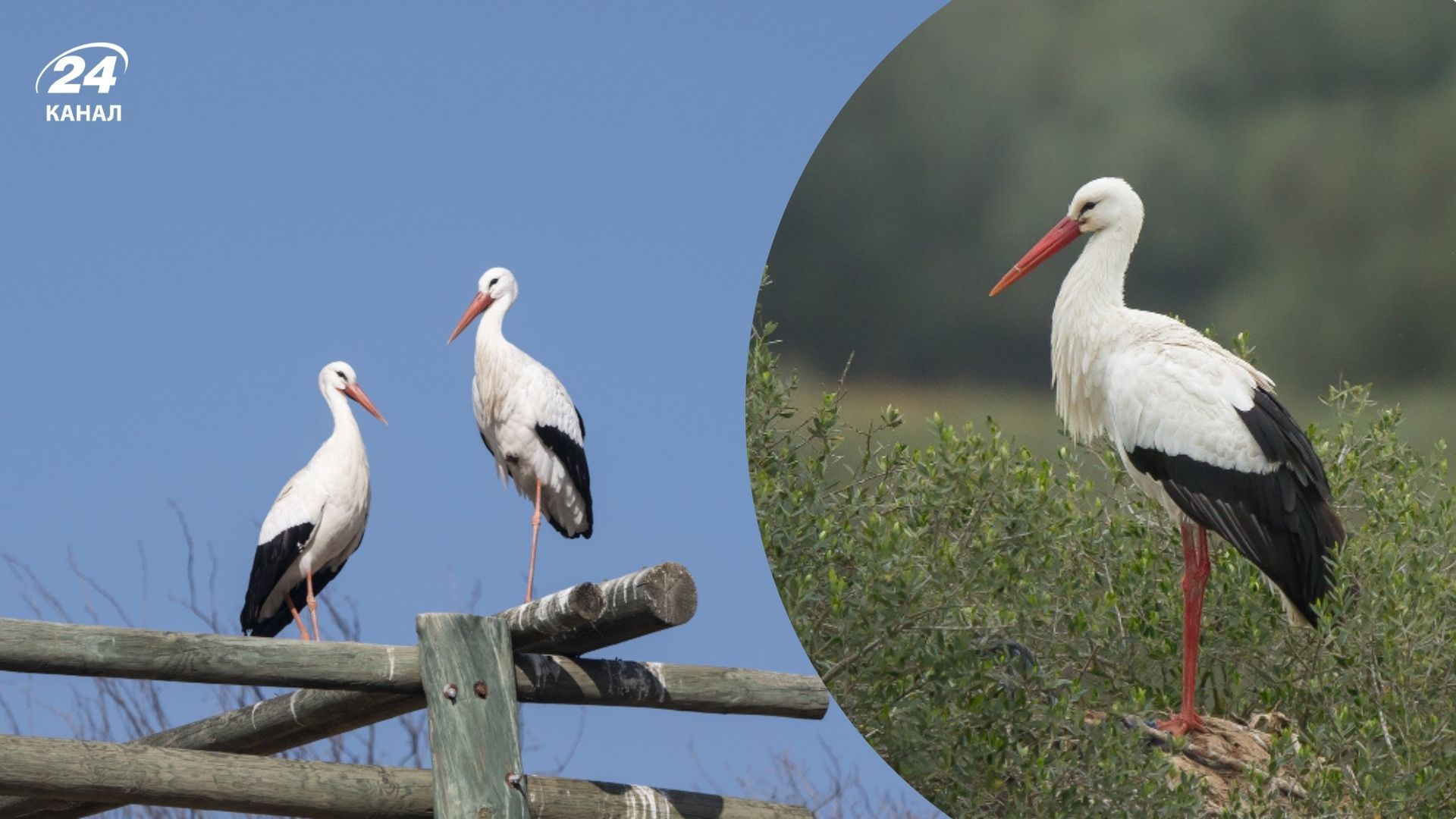 Что значит, если аист садится на дом