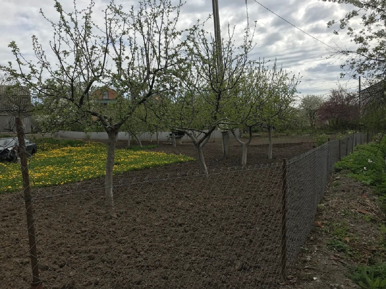 Чи можна обрізати дерево