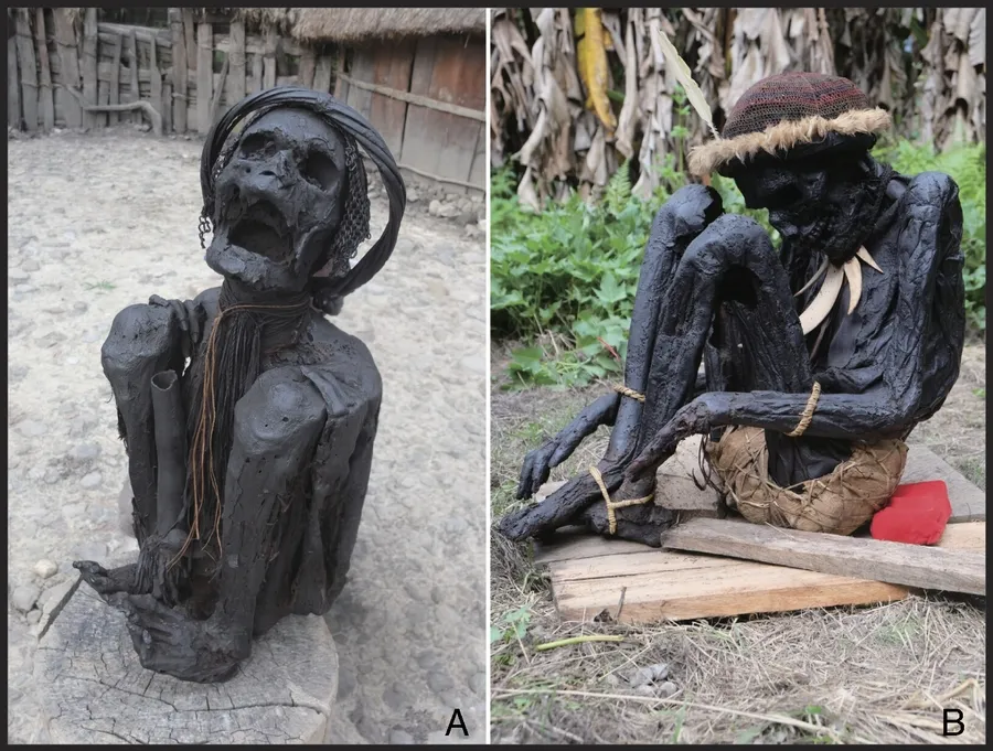 Приклади копчених мумій, що зберігаються в приватних домогосподарствах Папуа, Індонезія Приклади копчених мумій, що зберігаються в приватних домогосподарствах Папуа, Індонезія