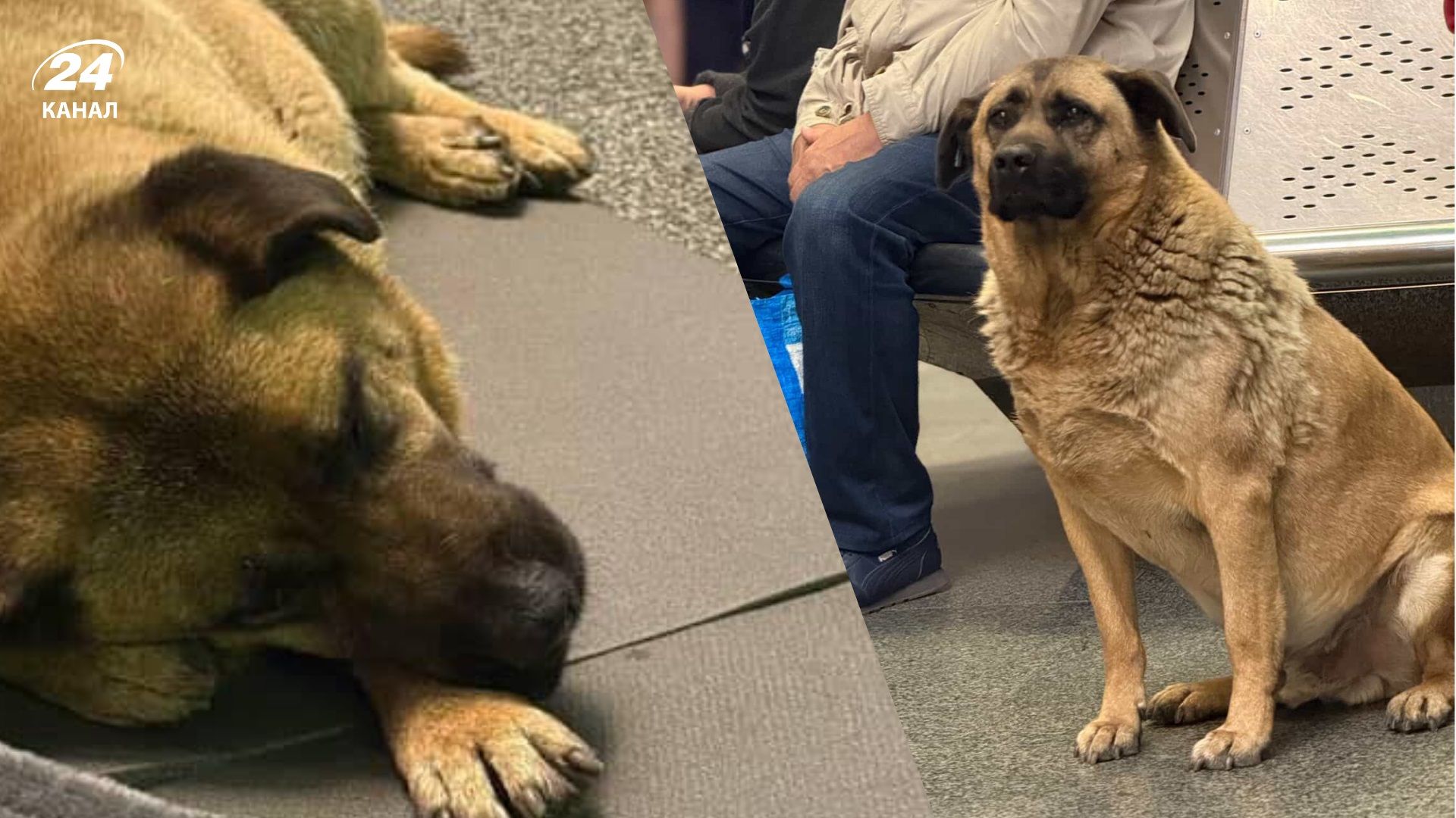 У Києві відомого собаку Мішу не впустили в метро під час тривоги - 24 Канал