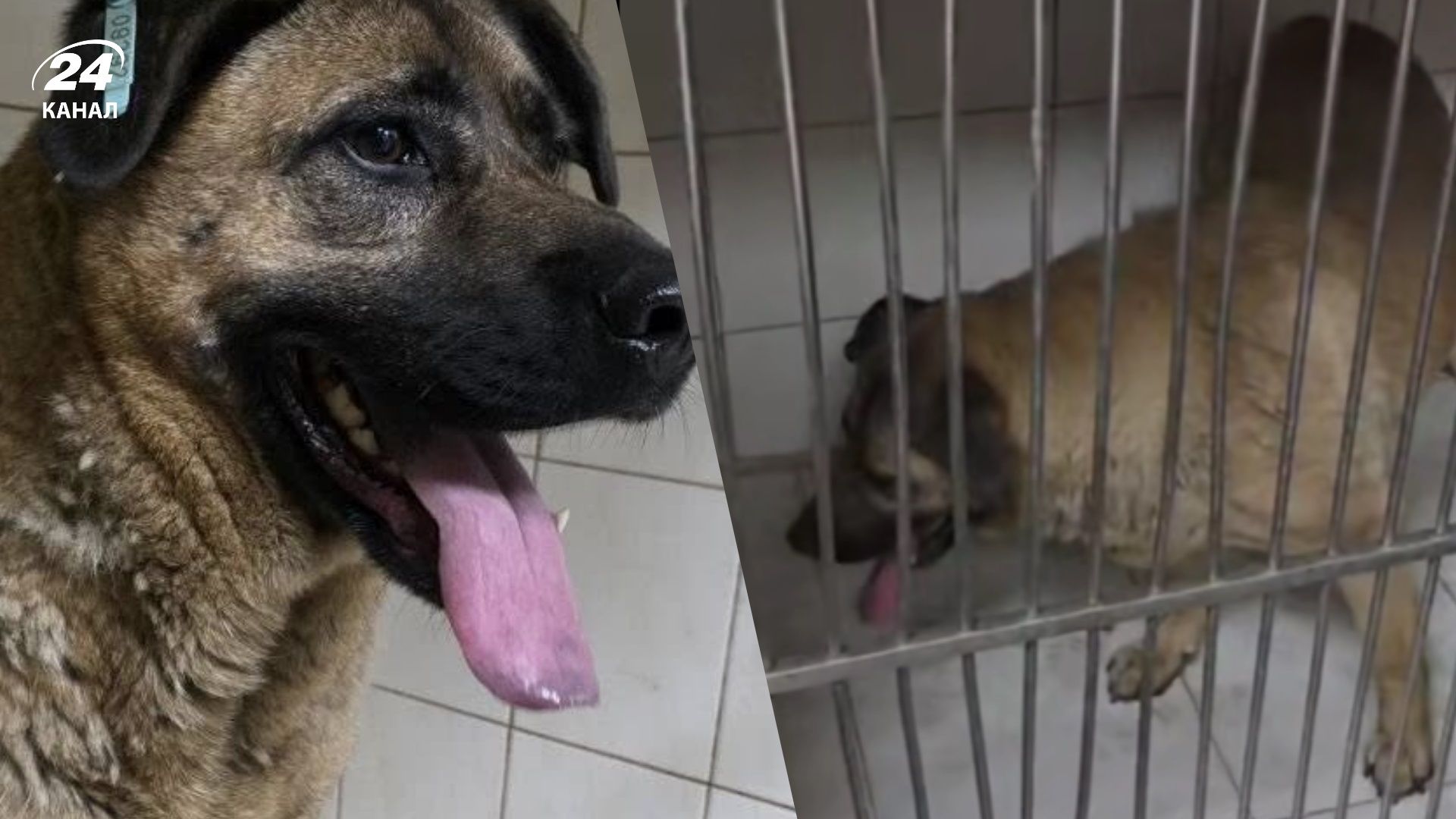 Собаку Мишу со станции метро Теремки забрали в клинику: потом передадут в приют и найдут р - 24 Канал