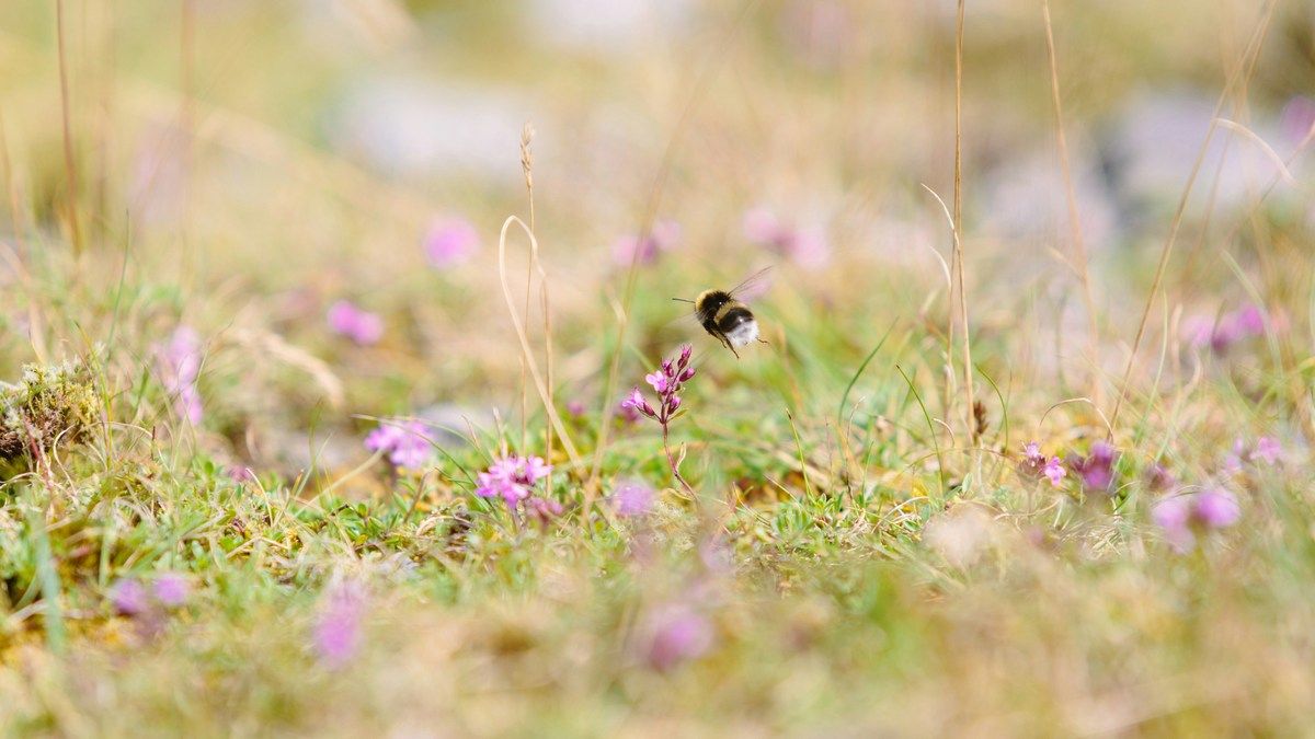 Исчезновение насекомых – как глобальное потепление уничтожает экосистемы Исчезновение насекомых – как глобальное потепление уничтожает экосистемы