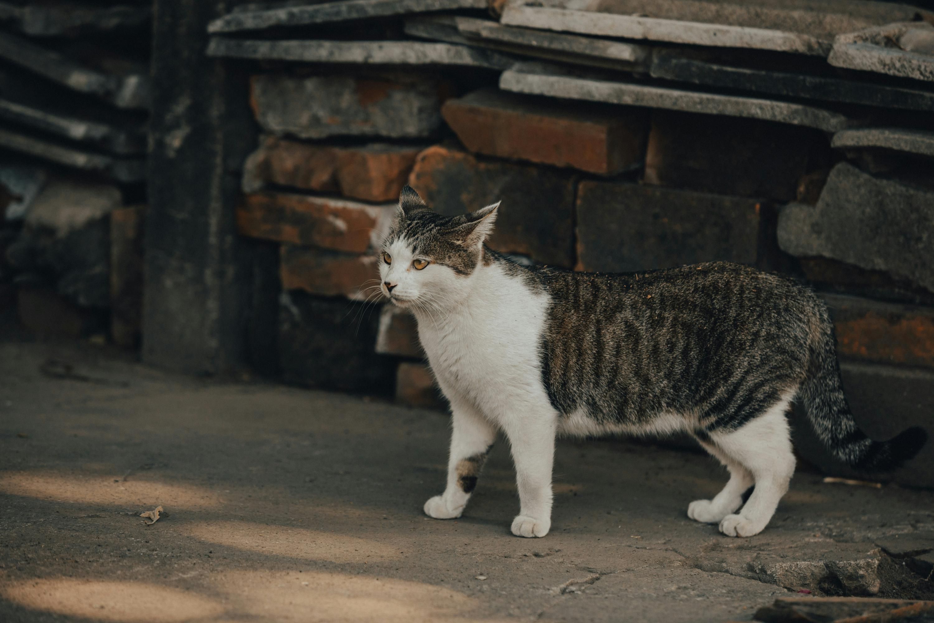 В супермаркете Ирпеня на Киевщине могли убить кота: что говорят правоохранители и сеть магазинов - 24 Канал В супермаркете Ирпеня на Киевщине могли убить кота: что говорят правоохранители и сеть магазинов - 24 Канал