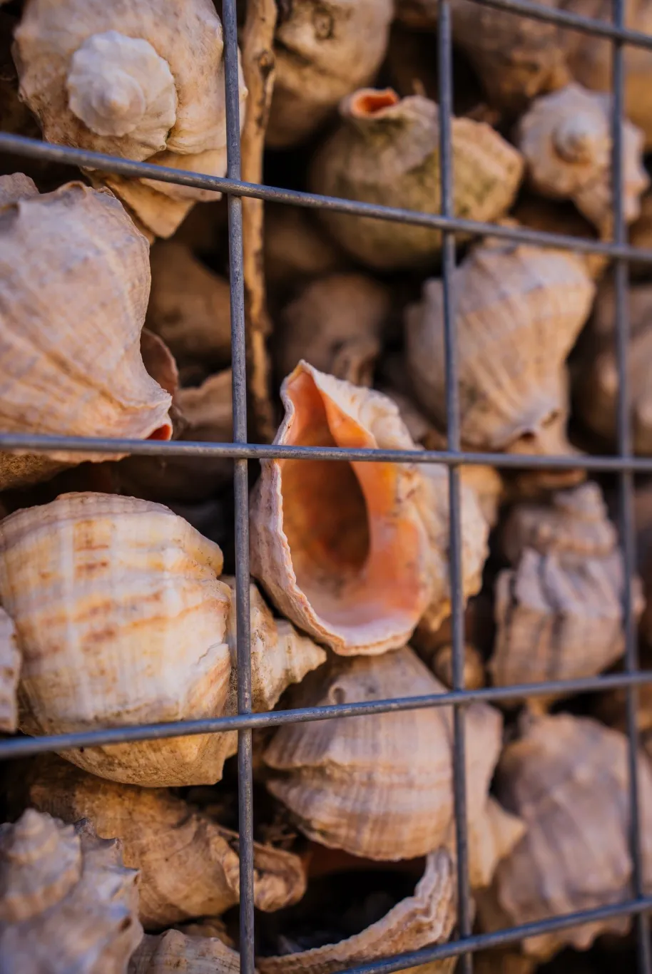 На Одещині відкрили унікальний лабіринт з мушель