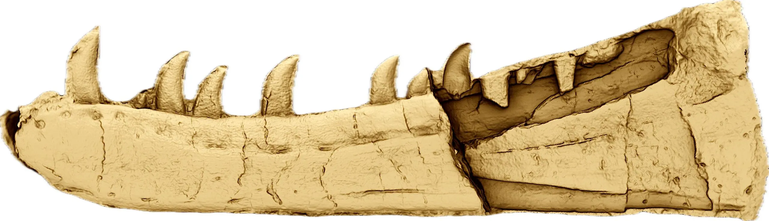 Цифровая реконструкция челюсти динозавра Цифровая реконструкция челюсти динозавра