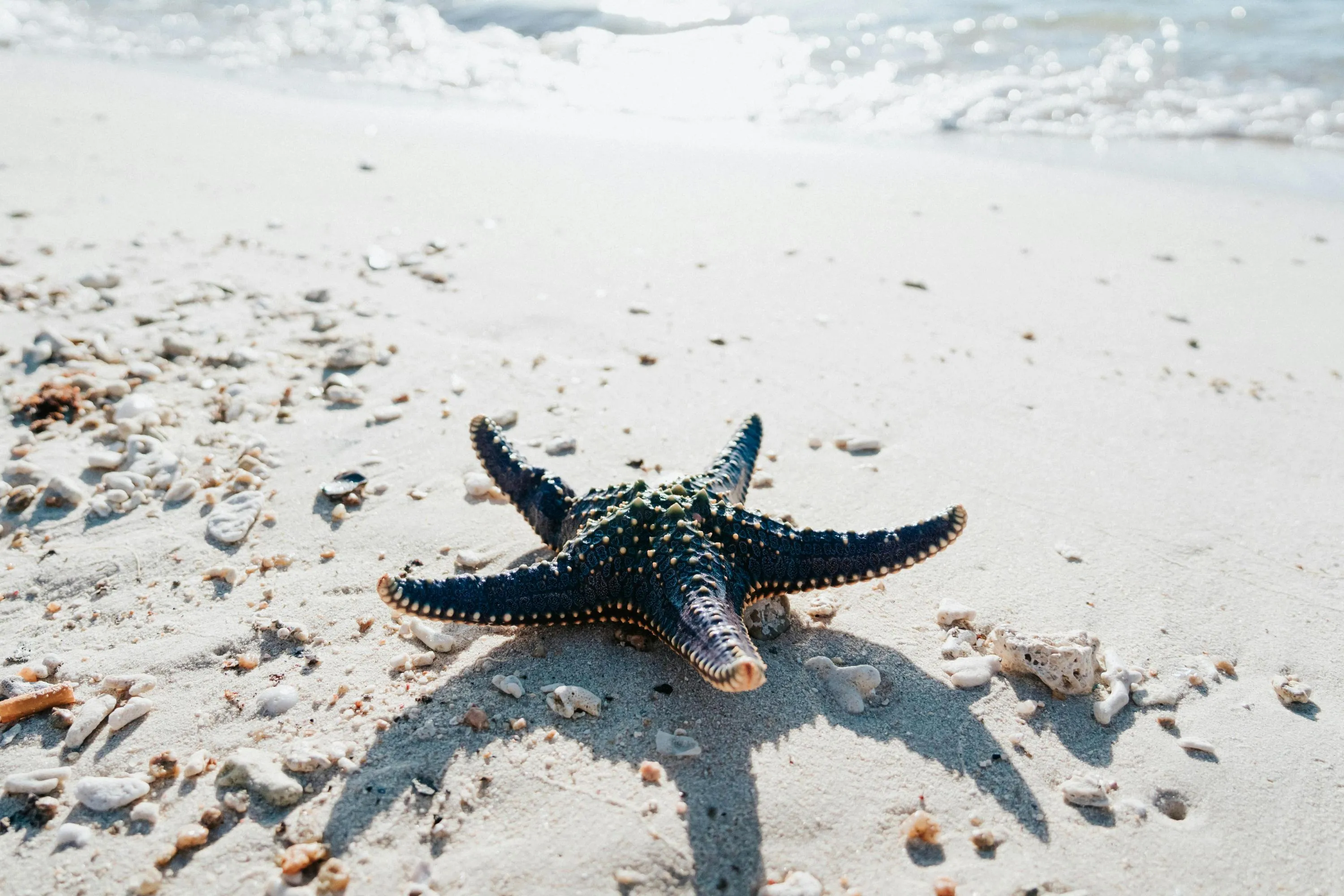 узбережжя моря узбережжя моря