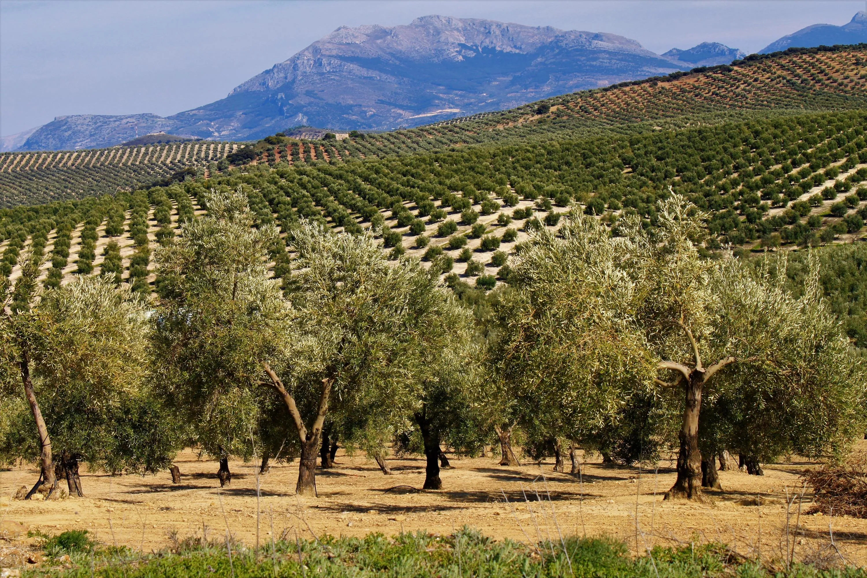 Плантації оливок у Хаені