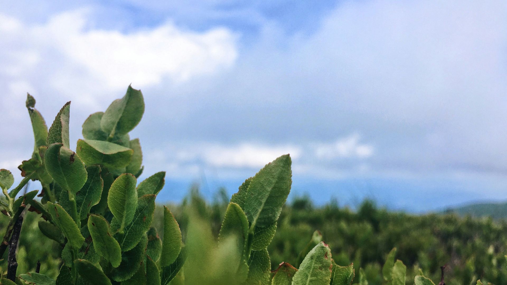 Температурні рекорди на Прикарпатті Температурні рекорди на Прикарпатті
