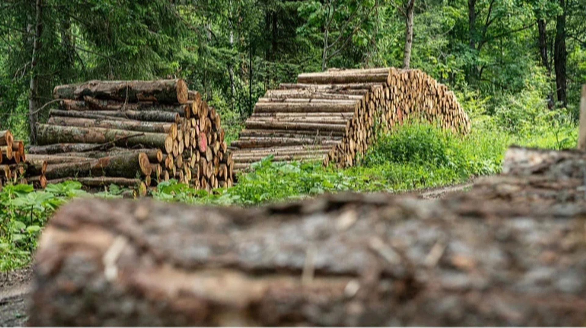 Где в Украине зарабатывают на лесном бизнесе - Бизнес Где в Украине зарабатывают на лесном бизнесе - Бизнес