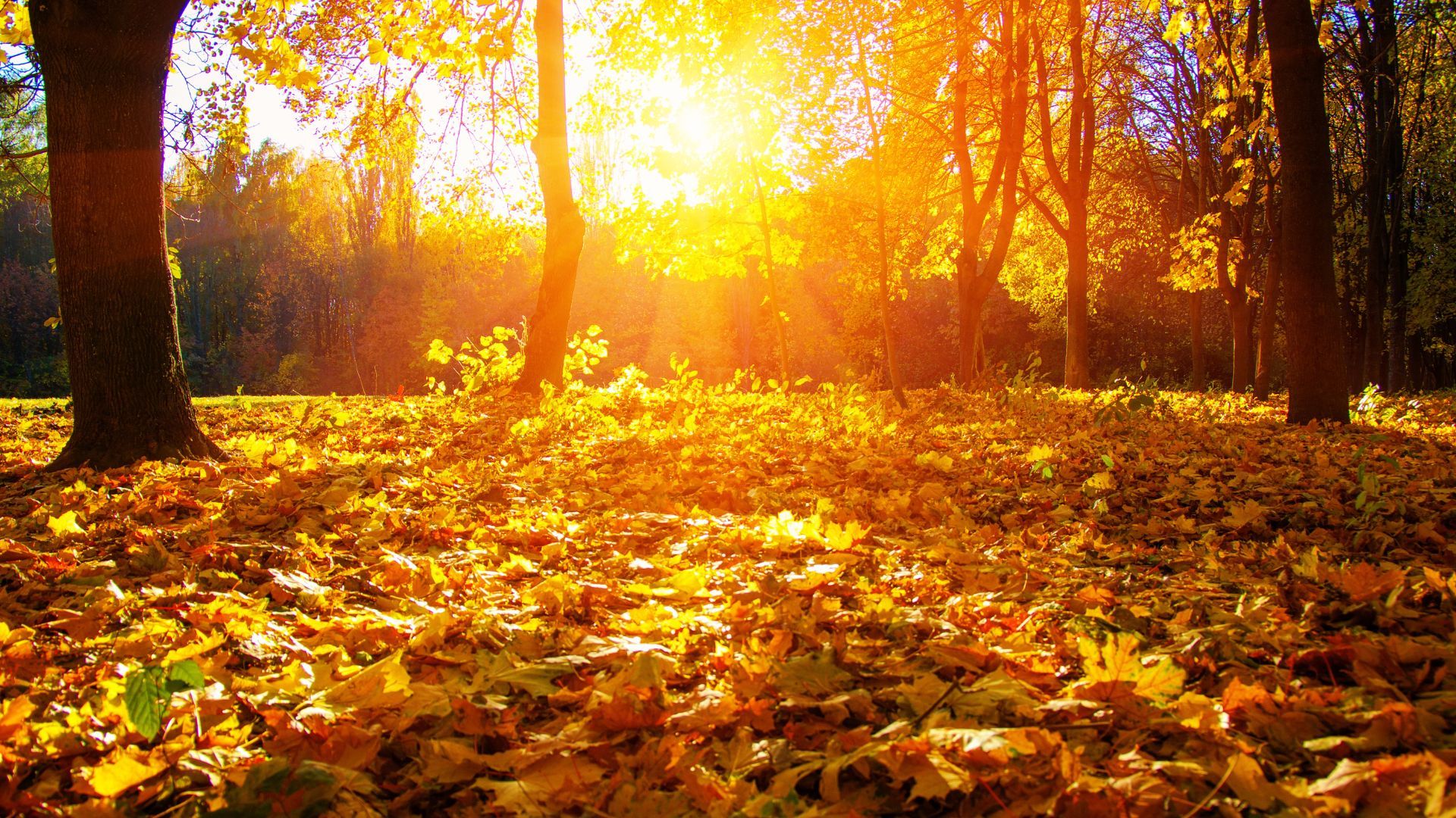 Осінній ліс Осінній ліс