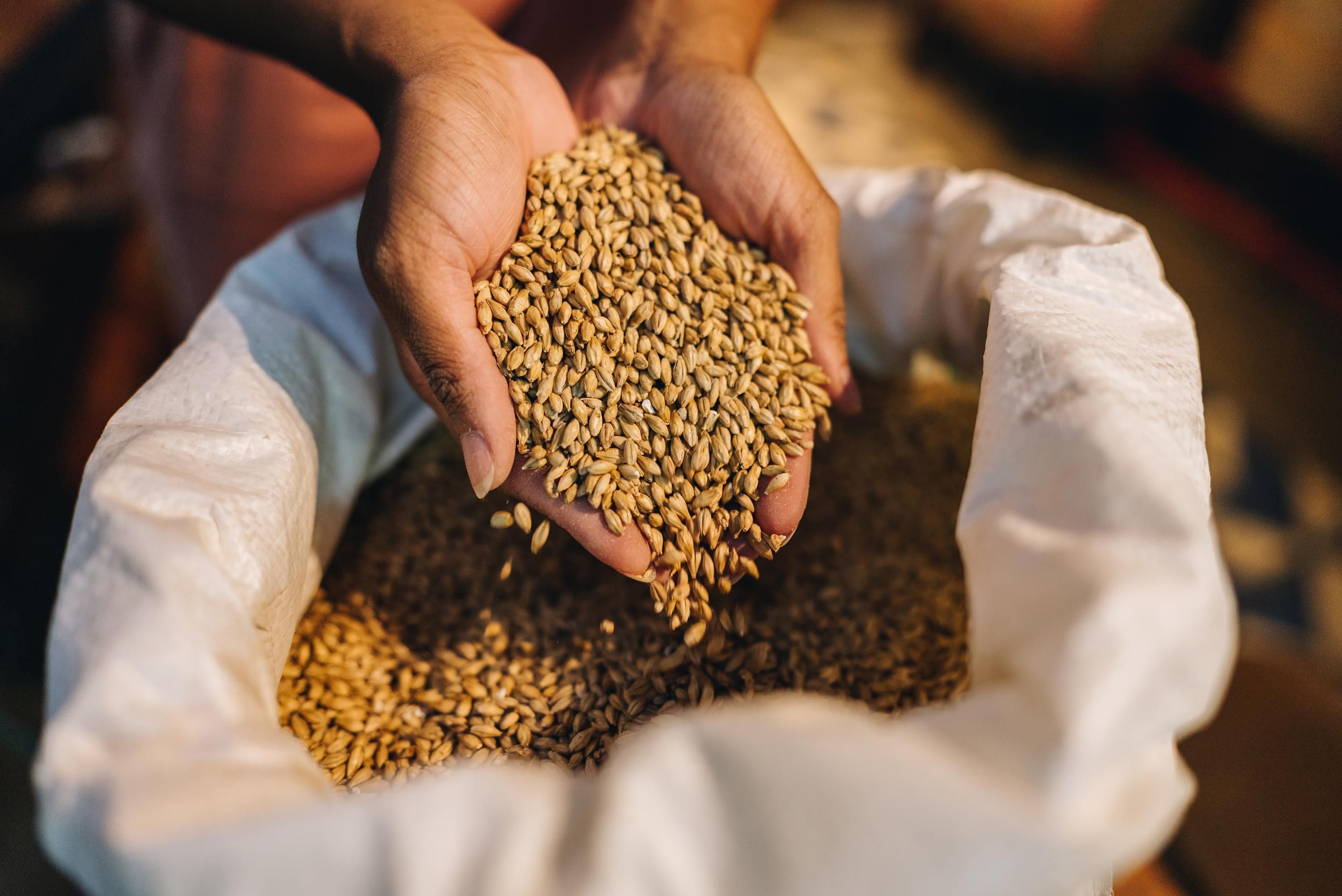 Grain from Ukraine розширять Grain from Ukraine розширять