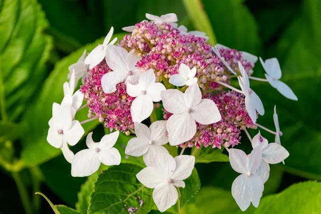 Гортензії Гортензії