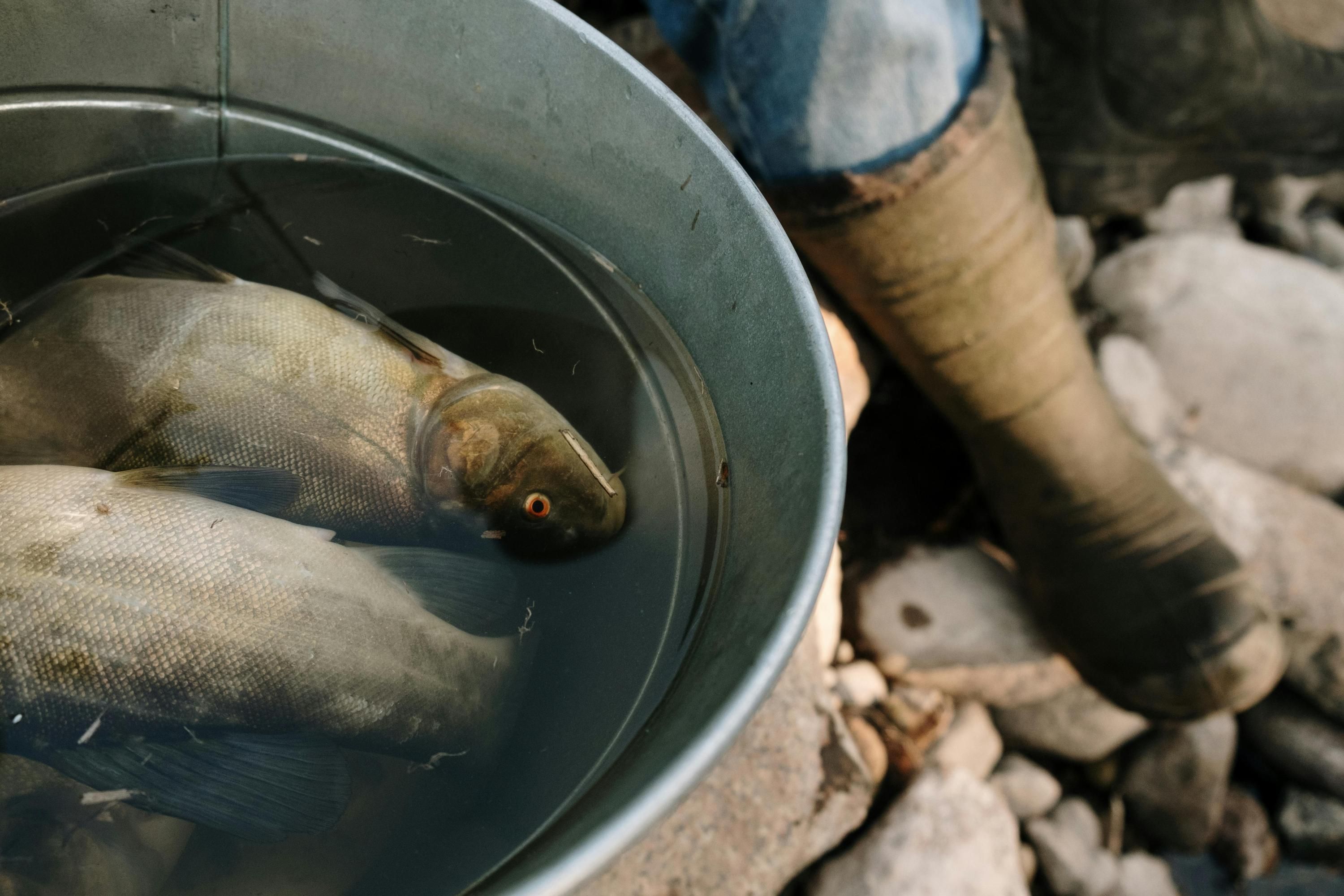 Де можна ловити рибу на Львівщині - які місця для риболовлі восени у Львівській області Де можна ловити рибу на Львівщині - які місця для риболовлі восени у Львівській області