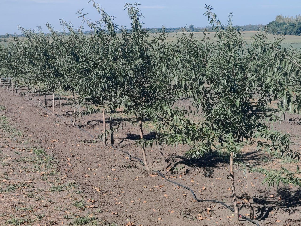 Мигдалевий сад Мигдалевий сад