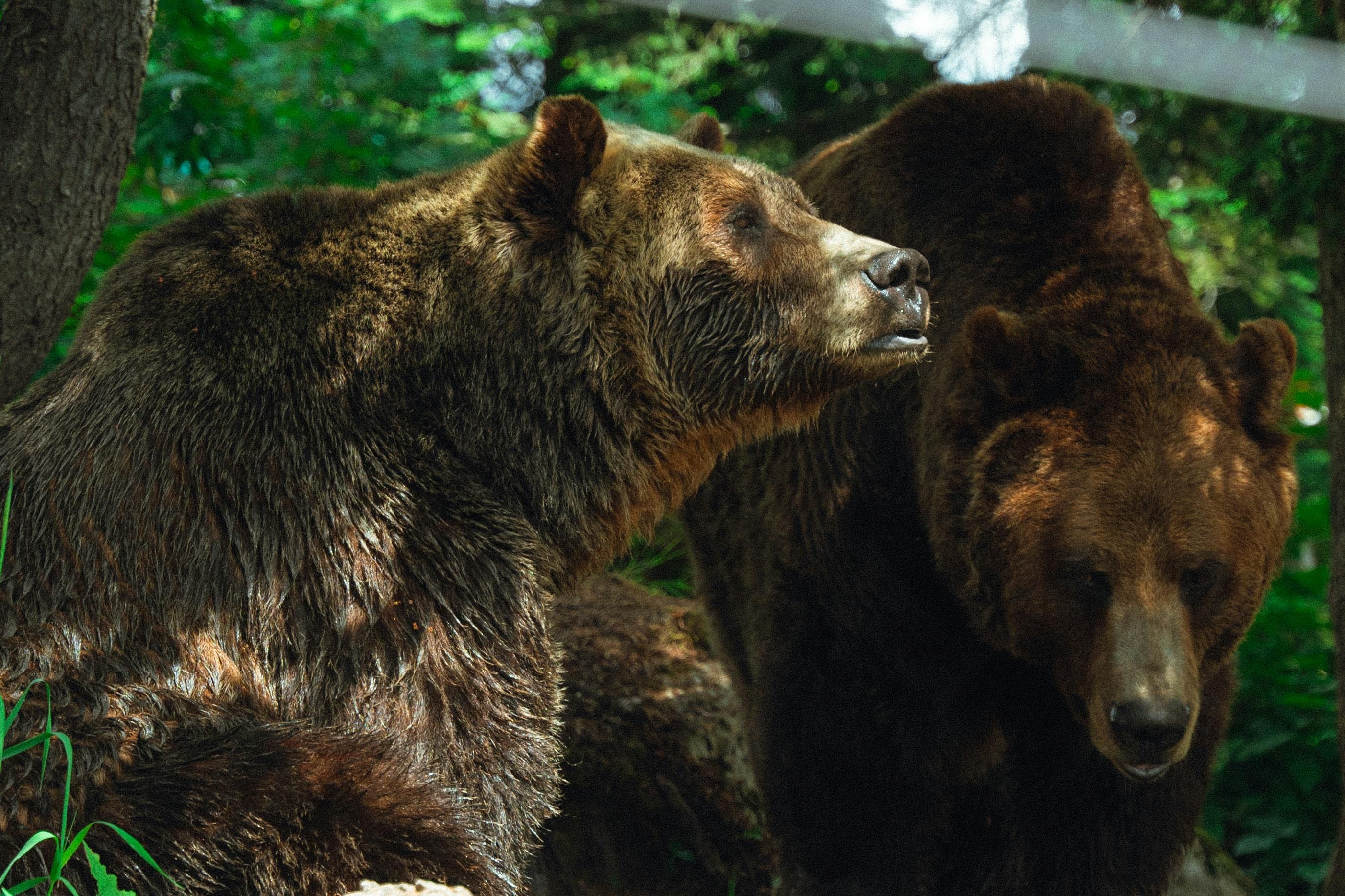 На Аляске проводят соревнования среди медведей