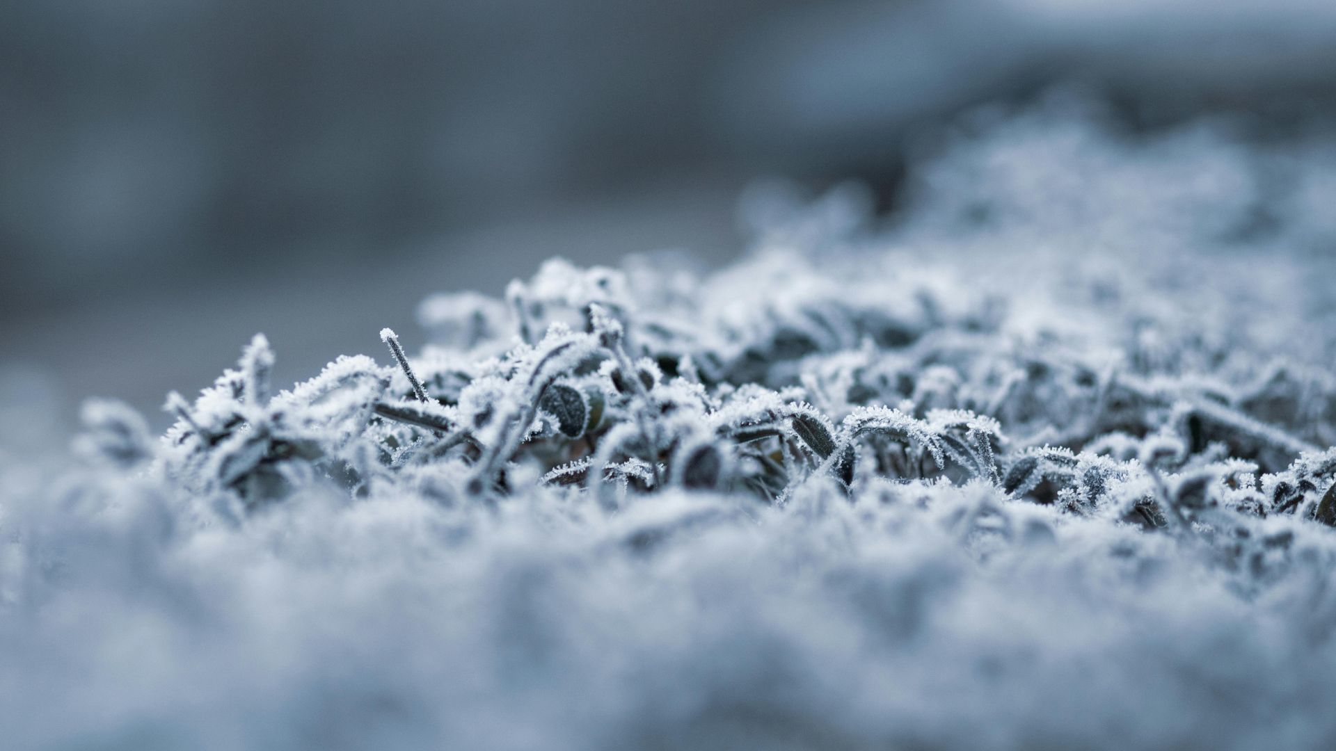 Иней заметили в некоторых регионах Украины Иней заметили в некоторых регионах Украины